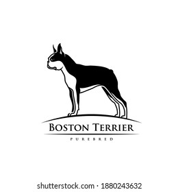 Perro de Boston terrier - ilustración vectorial aislada