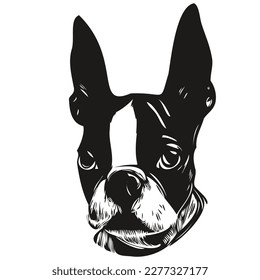 Boston Terrier dog logo hand drawn line art vector drawing black   white pets illustration
