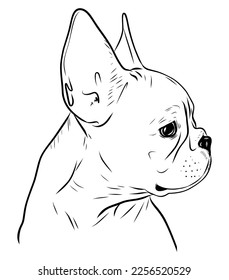 Boston Terrier  Dog  Pet logo  Black   white illustration isolated white background  Line art  Sketch  coloring book  Vector