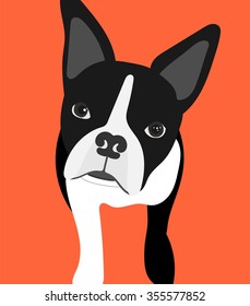 Boston Terrier dog with a pout lip face and head tilted.