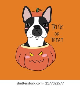 Boston Terrier dog in pumpkin Halloween costume , Trick or treat cartoon vector illustration