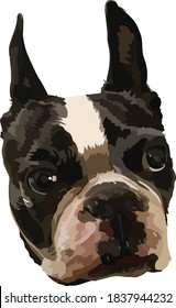 Ilustración vectorial de Boston terrier dog