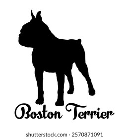 Boston Terrier dog silhouette, dog breeds, logo, vector, silhouette,  animal, illustration, icon, sign, design, black, symbol, pet, love
