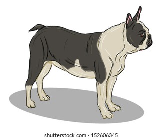 boston terrier dog standing profile