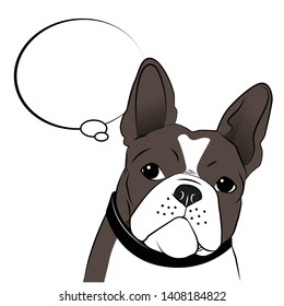 Boston terrier dog thinking hand drawn on white background illustration.- vector