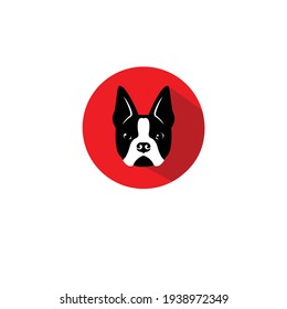 Boston terrier dog vector illustration