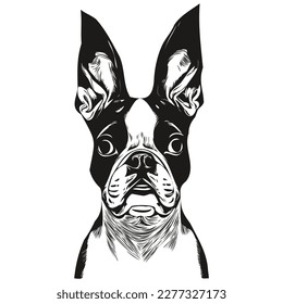 Boston Terrier dog vector illustration  hand drawn line art pets logo black   white
