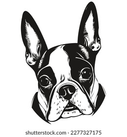 Boston Terrier dog vector illustration  hand drawn line art pets logo black   white
