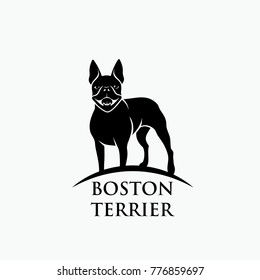 Boston terrier dog - vector illustration