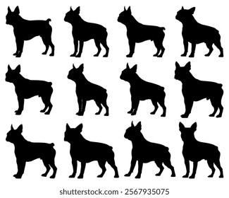 Boston Terrier dogs silhouette on white background