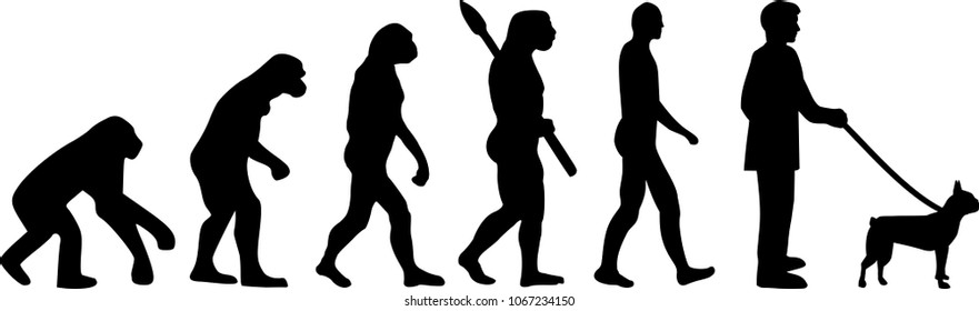 Boston terrier evolution with silhouettes