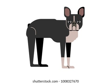 Boston terrier flat ilustrations