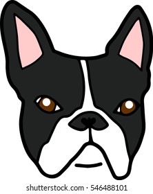 Boston Terrier or French Bulldog Bully Face