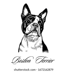 Dibujo a mano de la encantadora Boston Terrier. Grabado, estilo blanco y negro. Ilustración vectorial aislada de perro para afiches, pantalones en T, sitio web, postal, refugio animal, medios sociales