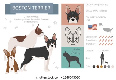 Infografía de Boston terrier. Colores de abrigo diferentes.  Ilustración del vector