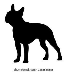 Boston  terrier Isolated vector illustration  silhouette breed dog dog show use on banners business cards postcards icon advertising black on white run stand sporty elegant grace animal french bulldog