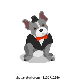 Boston terrier pedigree dog in black suit and bow tie, cute puppy pet character vector Illustration on a white background