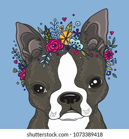 Boston terrier portrait colored vector illustration.