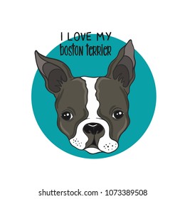 Boston terrier portrait colored vector illustration.