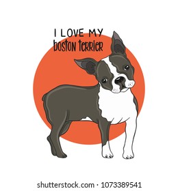 Boston terrier portrait colored vector illustration.