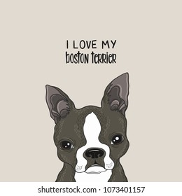 Boston terrier portrait colored vector illustration.