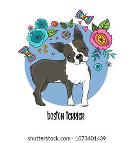 Boston terrier portrait colored vector illustration.