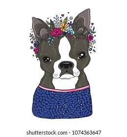 Boston terrier portrait colored vector illustration.