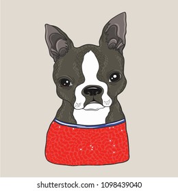 Boston terrier portrait cute colored vector illustration.