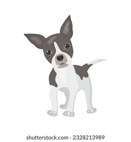 Boston Terrier puppy. Colored vector illustration on a white background.