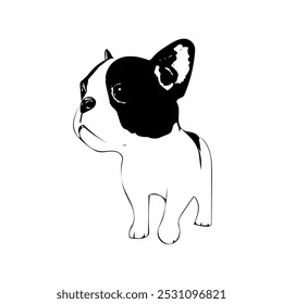 Boston terrier cachorro cachorro animal ilustração vetor linha arte desenho contínuo 