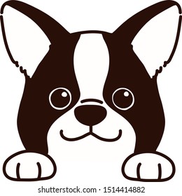 Boston Terrier puppy front face