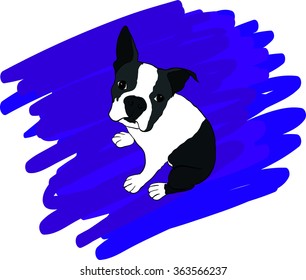 Boston terrier puppy Pet logo design. Cute cartoon french bulldog face drawing. Cute cartoon dog vector clipart. Black Boston terrier puppy in beautiful style. sitting dog