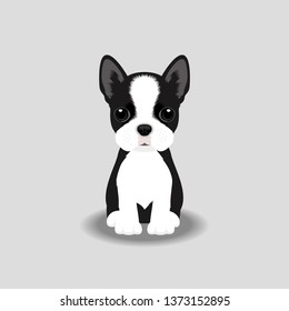 Boston Terrier Puppy Vector Illustration. Dog isolated