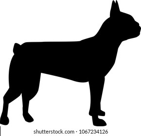 Boston Terrier Silhouette Real In Black