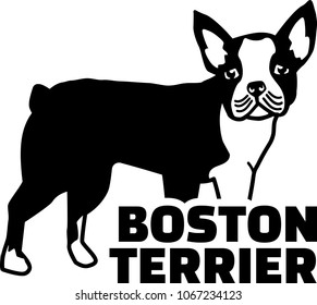 Boston terrier silhouette real with word