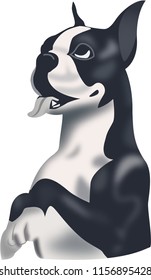 Boston Terrier Vector