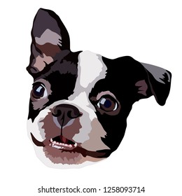 Boston Terrier Vector 
