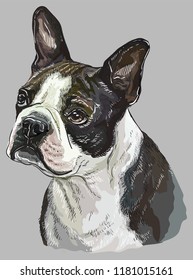 Boston terrier vector hand drawing illustration in different color on grey background