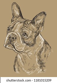 Boston terrier vector hand drawing black and white illustration isolated on beige background