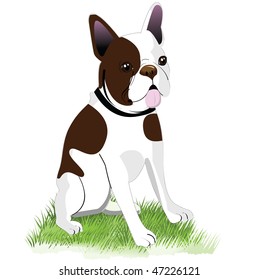 Boston Terrier vector illustration