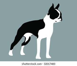 Boston Terrier Vector Illustrationi