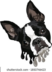 Boston Terrier. Vector image, drawing. Dog portrait