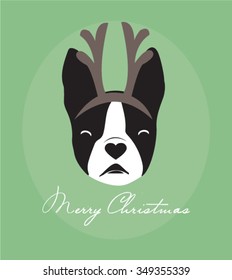 Boston Terrier wearing reindeer Antlers for Christmas