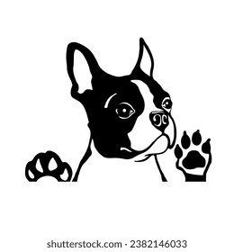 Boston terrier white and black colour