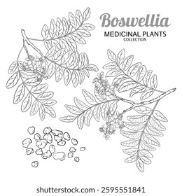 Boswellia Branch with Flowers Outline Illustration