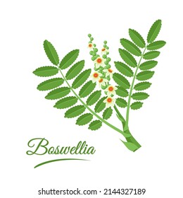 Boswellia (Fincense). Incense tree branch with leaves and flowers isolated on white background. Ayurvedic herbal medicine and aroma therapy. Cosmetics and medical plants. vector illustration.