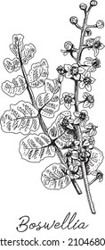 Boswellia Frankincense (boswellia serrata). Sketchy vector hand-drawn illustration.