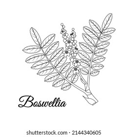 Boswellia or Frankincense sketch. Incense tree branch with leaves and flowers isolated on white background. Ayurvedic herbal medicine. aroma therapy and Cosmetics. vector illustration.