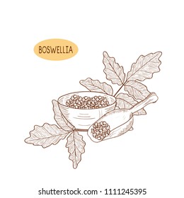 Boswellia. Plant. Bowl, scoop. Monochrome. Sketch.