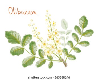 Boswellia sacra (commonly known as frankincense or olibanum-tree) flowers with leaves. Watercolor imitation. Vector illustration.